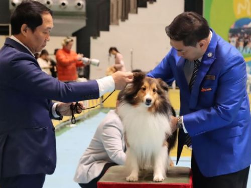 苗栗國際畜犬展覽：免費動物狂犬病預防注射由動防所配合