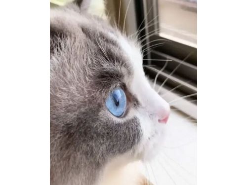 主人驚訝  布偶貓竟模仿狗叫
