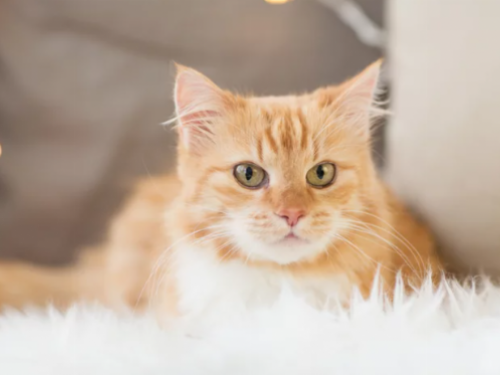 毛小孩也會憂鬱症？搬家、生病...4原因導致情緒出問題，出現5症狀是警訊