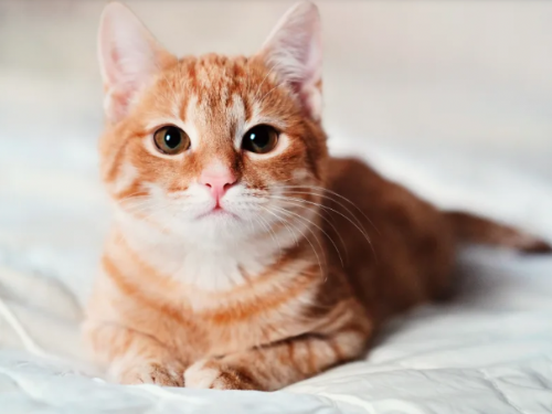 貓咪動不動就咬人怎麼辦？貓行為諮商師：4招方法有效改善貓咪愛咬人行為