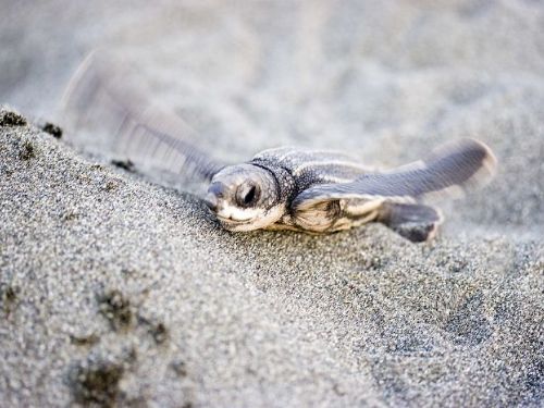 聯合國報告：44%遷徙物種族群量減，魚類97%面臨滅絕威脅