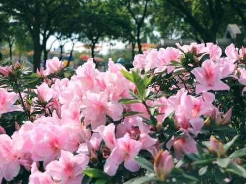 台大杜鵑花「不時花」提前開放！暖冬與路燈「合照」打破花期定律