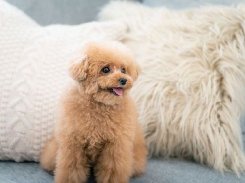 基隆市呼籲飼主負責遛狗清便溺，守護環境顧荷包