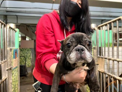 宜蘭縣繁殖場事件：67隻法國鬥牛犬獲救，50隻完成絕育手術