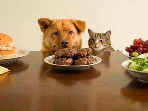 寵物專屬高檔餐飲，量身定制食品成新趨勢