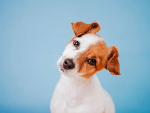 貓狗怪行為｜毛孩「歪頭殺」不是在裝可愛？背後潛在含義要留神