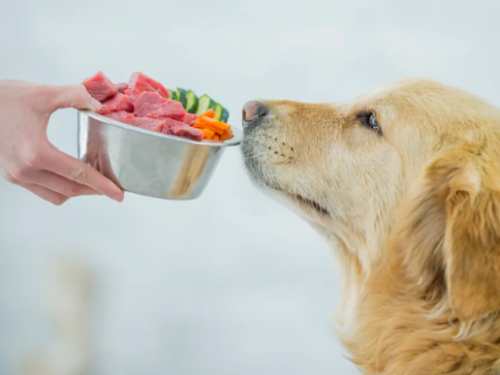 餵寵物吃巧克力、海鮮很母湯！獸醫師：吃「1食物」就夠了