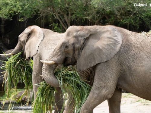 2025世界地球日：以行動支持「地球力」，展現保育力量！