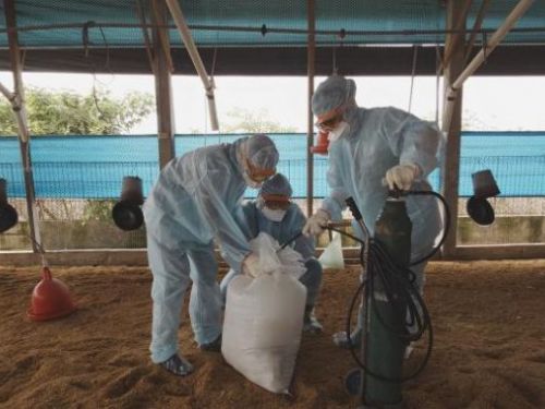 動保處抗禽流感，守護禽鳥健康