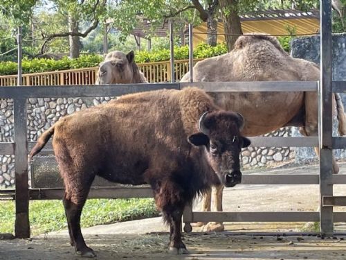 高雄壽山動物園與六福村建立姊妹園合作，開啟動物保育新篇章