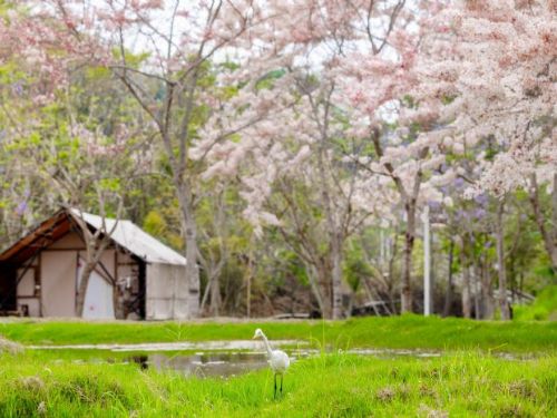 高雄六龜賞花泡湯新體驗，親近大自然享受山城魅力