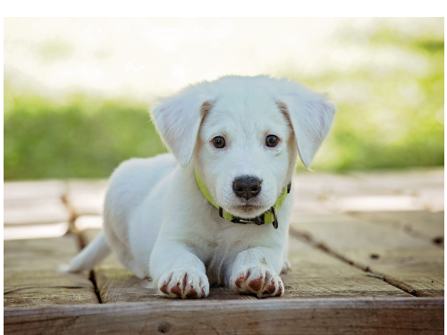 狗狗1歲不等於人類7歲？獸醫教你新的科學換算公式