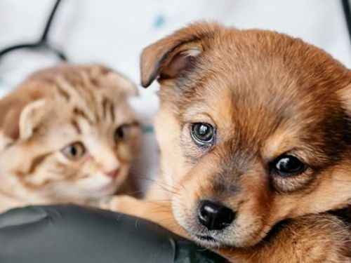 歡樂寵物日，愛心注射活動