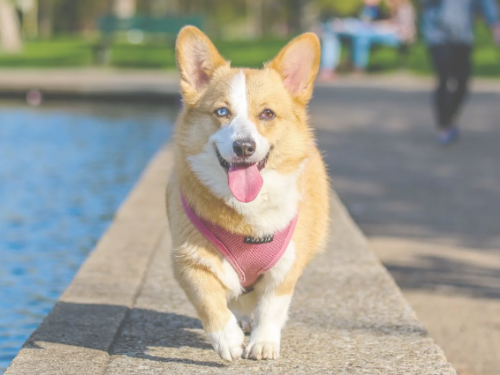 乾糧、濕食哪種好？獸醫師教你挑選3大重點