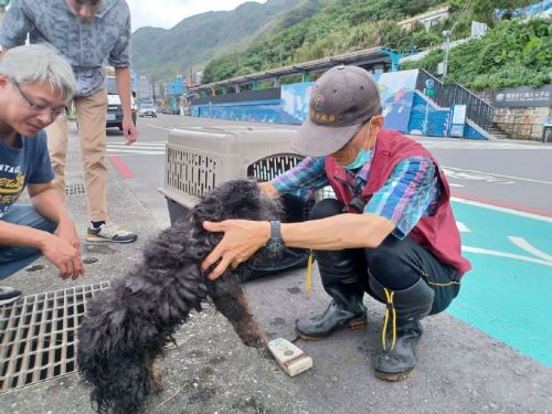 新北市動保處成功救援深澳鐵道自行車水溝犬，並為牠尋找溫暖新家