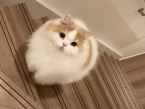 誰說貓「薄情」？科學證實，貓比狗更能療癒人類