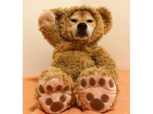 爆笑萌！熊熊一秒變狗狗 原來是…