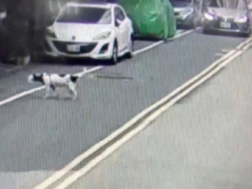 三重區不幸事件：飼主未妥善照顧犬隻致其誤傷死亡，動保處依法處罰