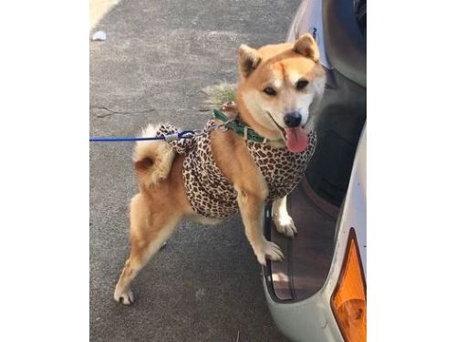 路上巧遇柴柴囂張兜風  回家發現「項圈空了」驚覺：是我們家的狗