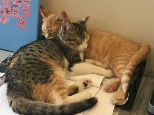 辦公室「雇」2貓專責賣萌 員工：早上返工充滿期待