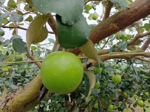 農糧署南區分署迎春推廣國產蜜棗，甜蜜滋味暖心過年