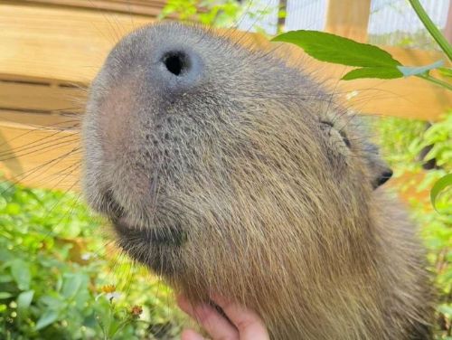 台中后里春節旅遊推薦｜馬年走春「龍馬精神」主題登場，后里馬場、后豐鐵馬道打造開春小旅行