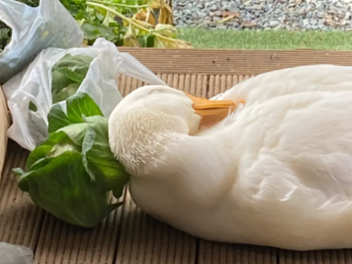 日本山中小木屋的寵物鴨在高麗菜上睡午覺，意外爆紅！
