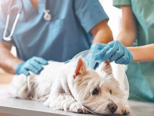 寵物保障計劃，手術住院首重寶貝寵物健康