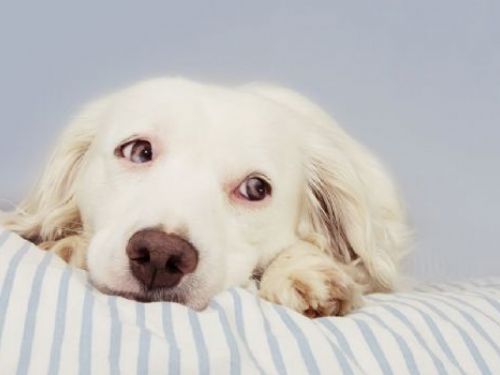 農業部、衛福部發布寵物治療管理辦法，預計2026年上路