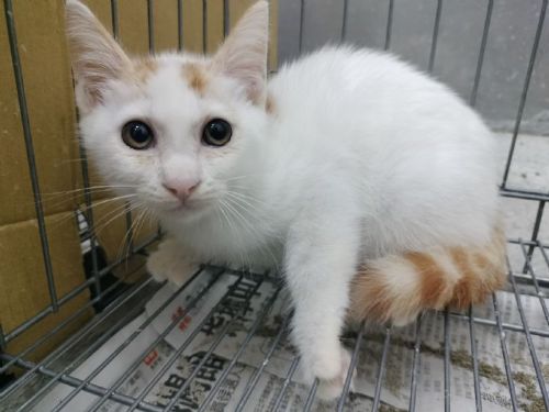 新北市動保處救助幼貓，愛心認養溫暖牠的下一站