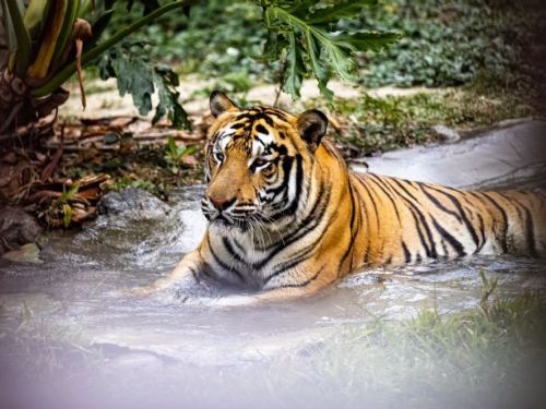 壽山動物園與六福村動物園締結姊妹園協定，共同邁向動物保育新里程碑