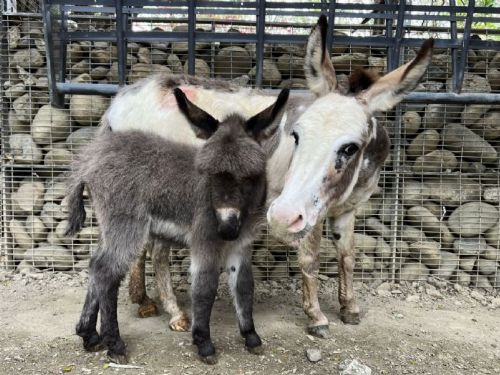 壽山動物園迎來新生命！水豚寶寶與迷你驢加入動物大家庭