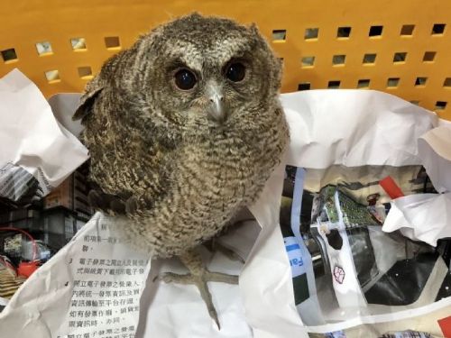 春季溫暖，野鳥幼雛需求關愛