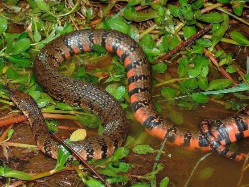 淡水濕地生態警示：赤腹游蛇列瀕臨絕種保育！