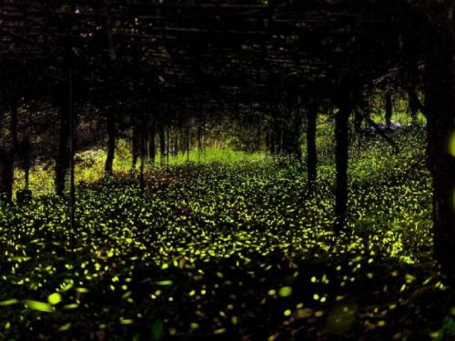 一年一度的螢光奇觀來了！那瑪夏賞螢之旅，帶你探索東高雄的自然美景與文化魅力