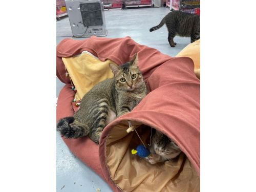 新北市動保處：愛心救援，母貓與小貓幸福圓夢