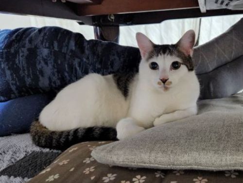 發現喵生剋星！齊瀏海虎斑「眼神死透」絕望表情笑翻千人