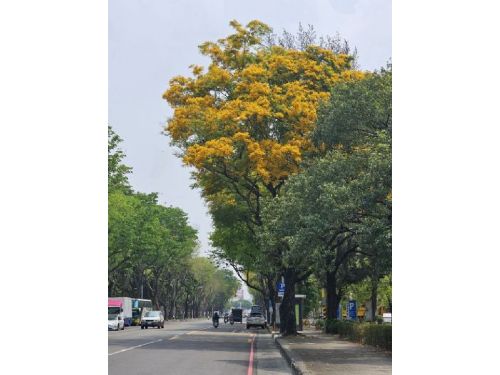 南國春天的金黃風情