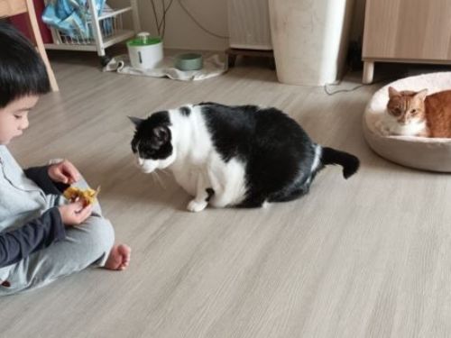 兒時流浪超瘦…收編壯成「驚人賓士豬」媽嚇：跟1歲小孩差不多