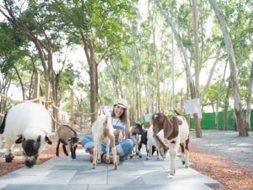 「咩咩上樹萌寵樂園」歡樂試營運中 迎接親子天堂體驗