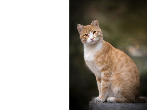 貓咪智商大解密：六個你可能不知道的小知識