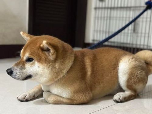 迷路差點回不了家！柴變懂事「乖坐門口」等阿公牽繩 1夜間長大