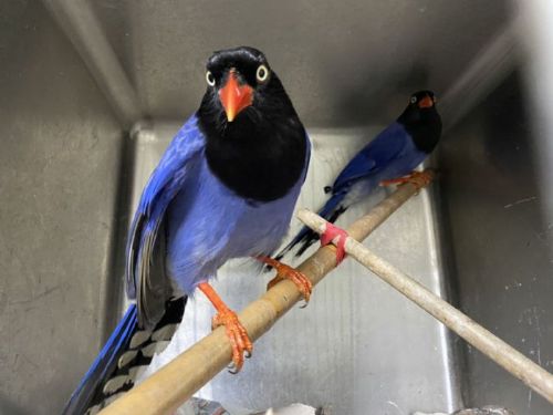 提醒：春夏是臺灣藍鵲繁殖期，需注意保護