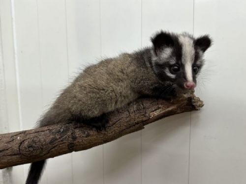 白鼻心寶寶來訪，別驚慌！