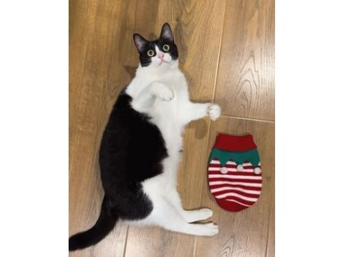 試穿新買的聖誕毛衣  6KG貓見「縮水尺寸」傻眼倒地：在開玩笑？