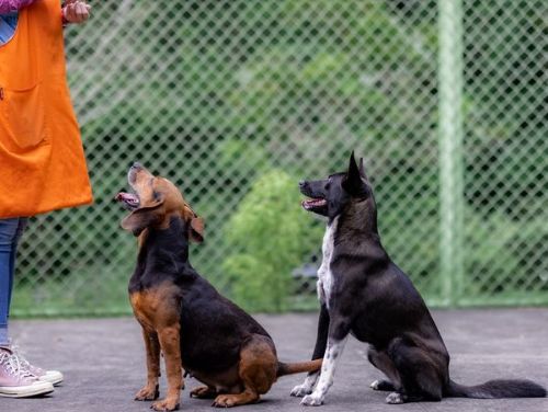 夏日寵愛學堂：與狗狗共度暑假的療癒之旅