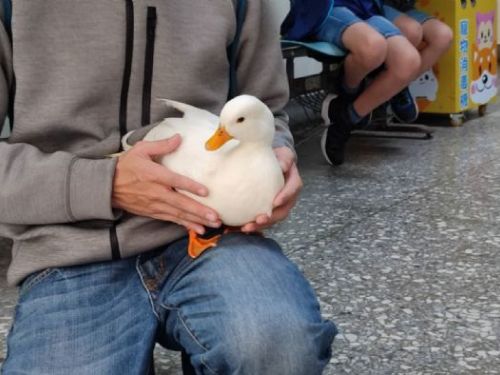 柯爾鴨：白色小棉球的幸福歸家記