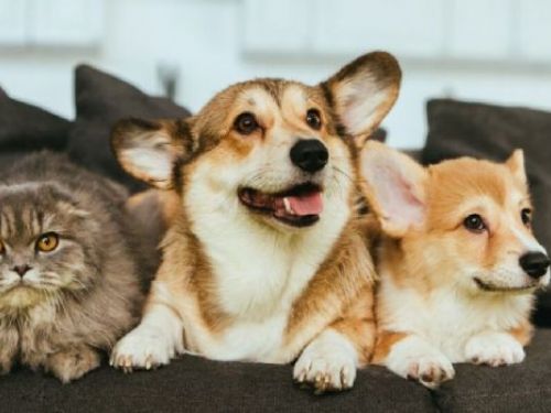 人工智慧與動物的交談：數位生物聲學的崛起