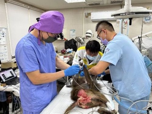 牙齒保健不輕忽，壽山動物園攜手動物醫院守護動物口腔健康