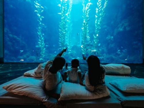 2025屏東海生館夜宿新體驗「後場揭密」震撼登場與海龜共度奇幻夜晚，陪伴親子探索深藍祕境